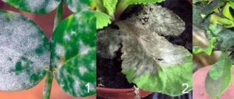 Как избавиться от ногохвостки и подуры в комнатных цветах Черные мелкие вредители на комнатных растениях